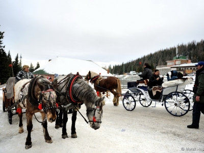 Horse Carriage Ride (Green Taxi)